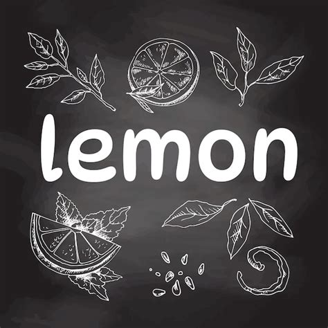 Premium Vector Vector Hand Drawn Lemon Set Sliced Pieces Half Leaf