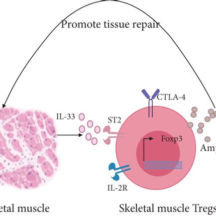 skeletal muscle treg phenotype  function skeletal muscle tregs