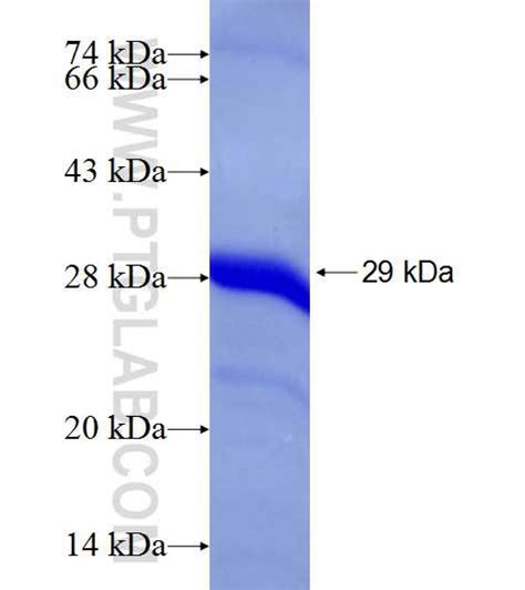 RBP4 Fusion Protein Ag19295 Proteintech