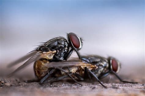 ハエの卵の特徴と見分け方