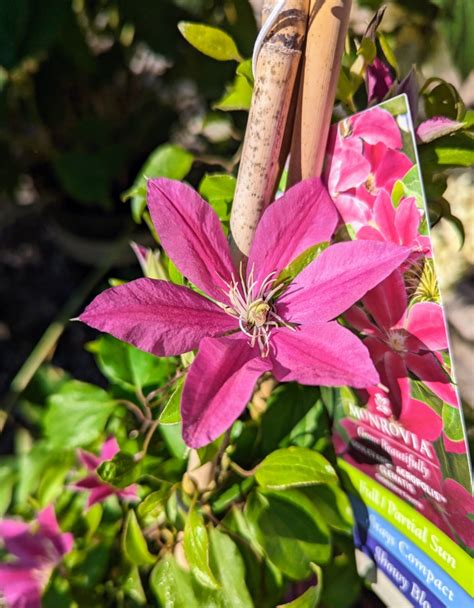 Planting Clematis The Queen Of Climbers The Martha Stewart Blog