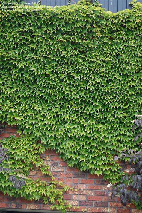 Plantfiles Pictures Boston Ivy Japanese Creeper Parthenocissus