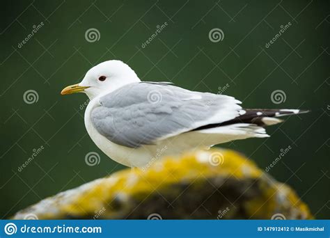 Canus Do Larus Os Animais Selvagens De Noruega Retrato Bonito Da Vida