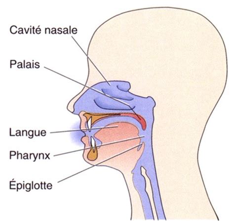 Sens Chimique Gustation Olfaction Principe De Codage De