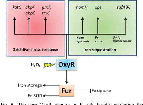 Figure 5 From Iron Homeostasis And Management Of Oxidative Stress Response In Bacteria