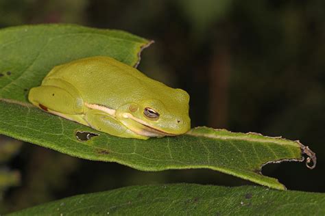 Green Treefrog Hyla Cinerea Leesylvania State Park Woo Flickr