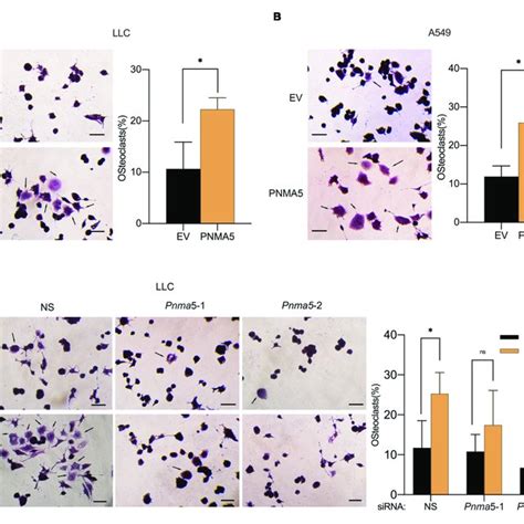 Bmp2 Signaling Enhanced Nsclc Cells Induced Osteoclasts Download Scientific Diagram