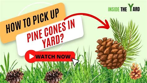 How To Pick Up Pine Cones In Yard 6 Ways For You Youtube