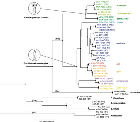 Mitochondrial Dna Tree Phylogenetic Tree 50 Majority Rule Consensus