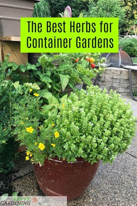 How To Grow An Herb Container Garden Artofit