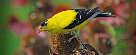 Goldfinch Symbolism, Goldfinch Meaning, Goldfinch Totem, Goldfinch Dream