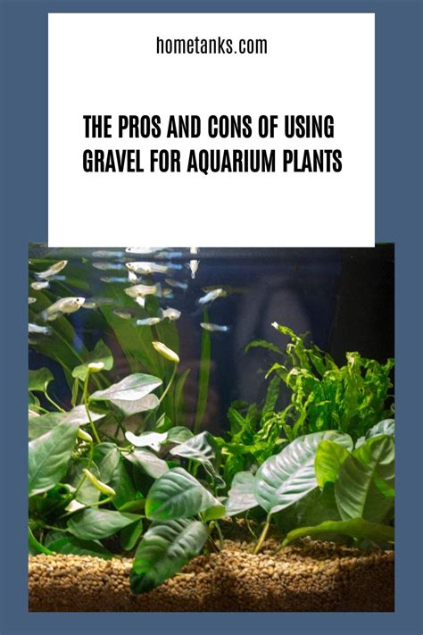 The Pros And Cons Of Using Gravel For Aquarium Plants Planted