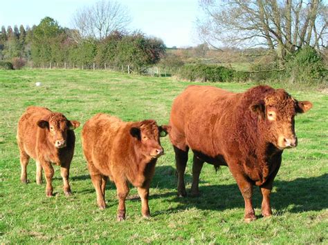 Top Biggest Cows In The World Largest Cow Breeds