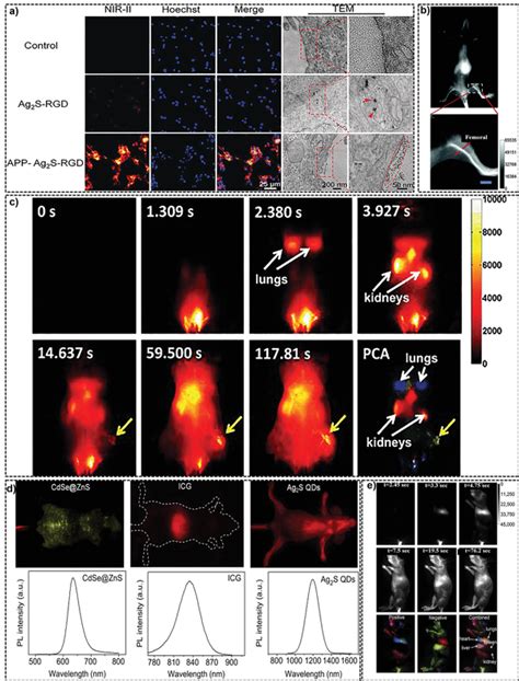 A Nirii Microscopy Images Of U Mg Cells Treated With Ag Srgd Or