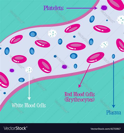 Basic Blood Components Royalty Free Vector Image