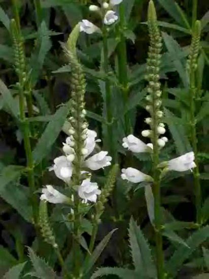 Crown White Dragon Flower Physostegia 1 Live Plant Gemsandstems