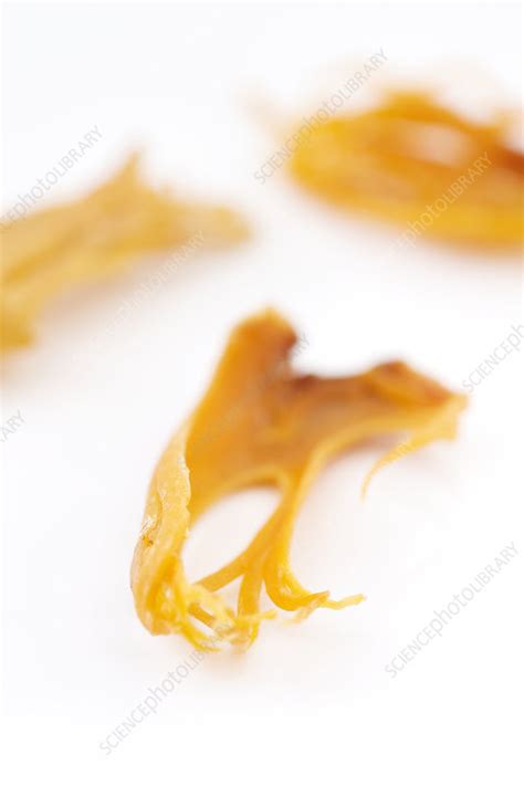 mace stock image  science photo library