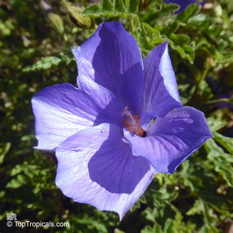 Alyogyne Huegelii Hibiscus Geranifolius Blue Hibiscus