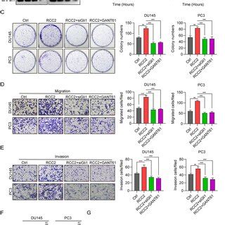 Rcc Promotes Cell Propagation And Migration Through Gli In Vitro A