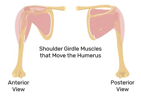 Humerus Anterior View