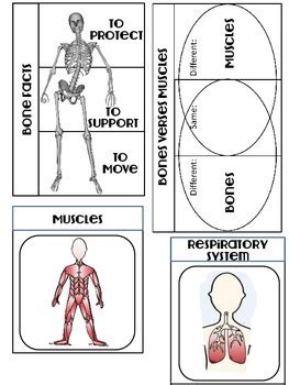 Human Body Lapbook By Courtney Eller Tpt