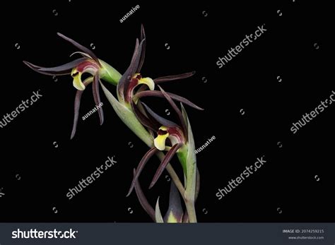 Lyperanthus Suaveolens Brown Beaks Orchid Stock Photo