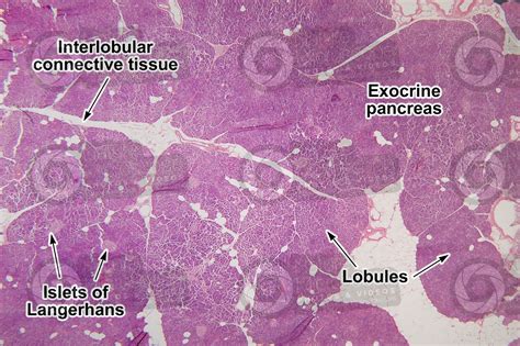 Pancreas Gland Microscope