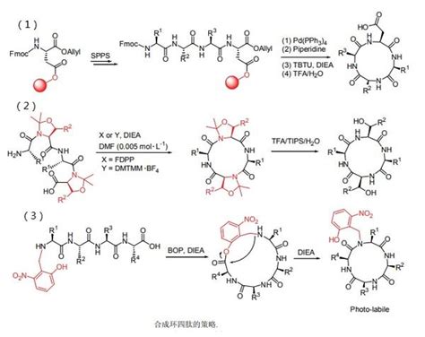 固相多肽合成之四肽酰肼环化反应方法的原理 知乎