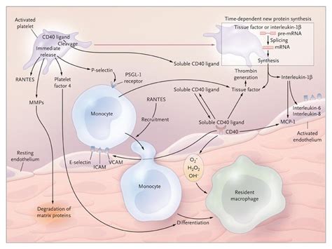 Platelet Activation And Atherothrombosis NEJM