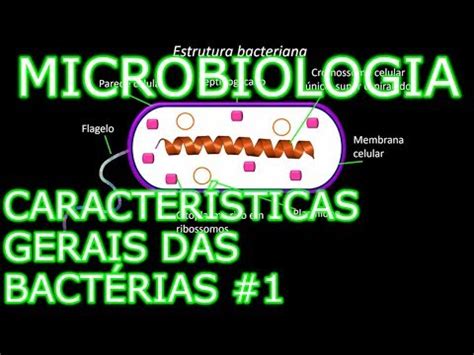 Aula Microbiologia M Dica Caracter Sticas Gerais Das Bact Rias