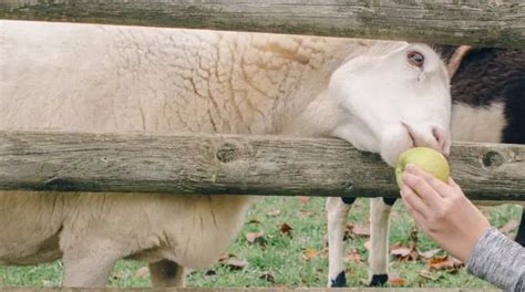 What Do Sheep Eat? Here's What To Know - SheepCaretaker