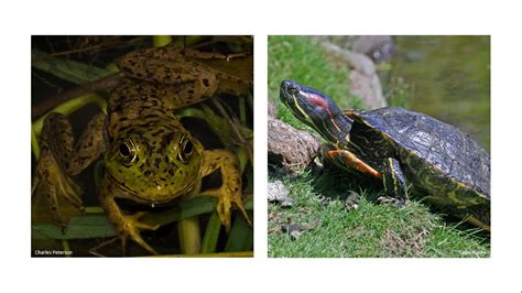 Invasive American Bullfrogs And Red Eared Sliders Youtube