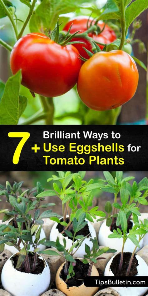 Homemade Tomato Fertilizer - Use Eggshells for Your Tomatoes