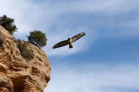 Red Tailed Hawk Wings Spread Stock Photos, Pictures & Royalty-Free Images - iStock