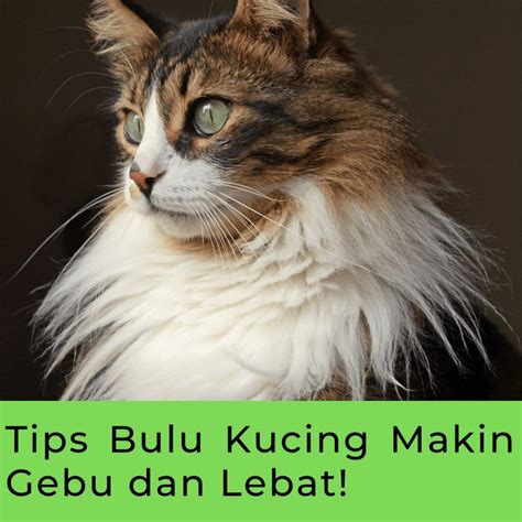 Tips Penjagaan Bulu Kucing Agar Bulu Gebu Dan Bersinar Pakmansorfarm