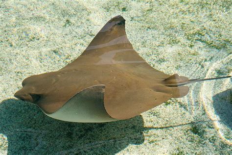 Cownose Ray Alchetron The Free Social Encyclopedia