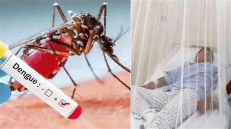 Dengue Qu Es S Ntomas Cu Nto Dura Y Tratamientos Am Rica Noticias