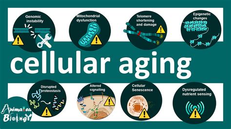 Cellular Aging Cellular Aging And Genomic Instability Definition