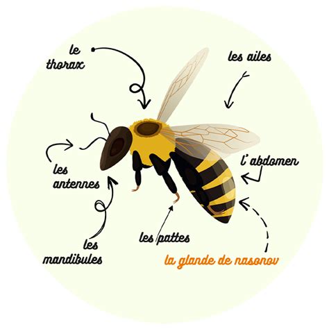 The Communication Of Bees Thanks To The Nasonov Gland