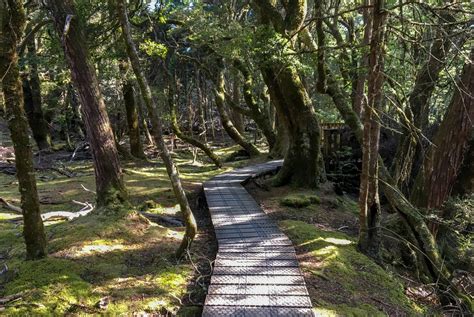 Enchanted Walk at Cradle Mountain near Cradle Mountain lodge • Pegs on ...