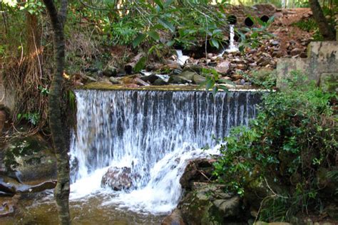 Exploring the Beauty of Newlands Forest Hiking Trail: A Nature Lover's ...