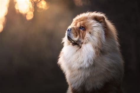 Chow Chow Cute Wallpapers Wallpaper Cave