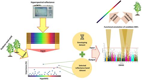 Frontiers Genome Wide Association Studies Of Soybean Yield Related