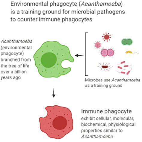 Phagocyte Diagram