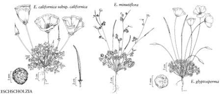 Papaveraceae - FNA