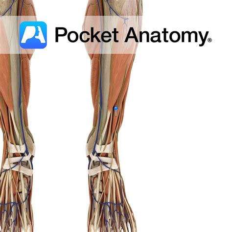 Extensor Digitorum Longus Pocket Anatomy