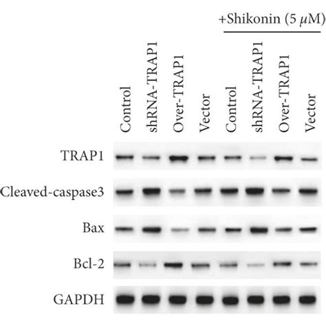 Shikonin Showing Antiproliferation Activity And Shrna Trap Enhancing