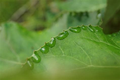 Daun Tetesan Air Hijau Foto Gratis Di Pixabay Pixabay