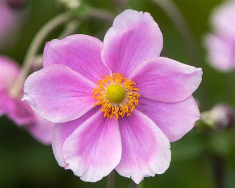 How To Grow And Care For Japanese Anemone Flowers