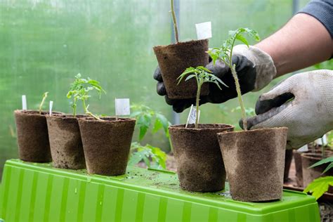 Transplanting Vs Direct Sowing Seeds Benefits Of Each Jobe S Company